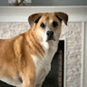 Meet your Posher, Carey